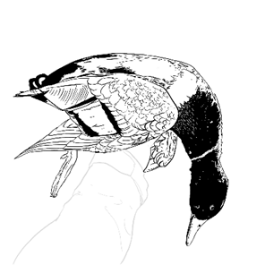image (18).png