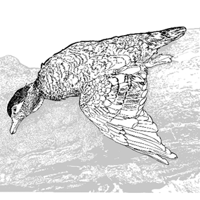 image (19).png