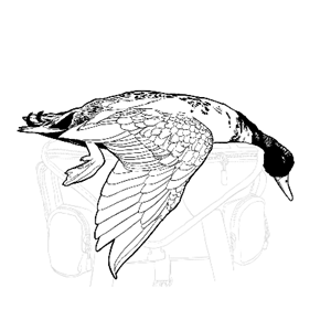 image (20).png