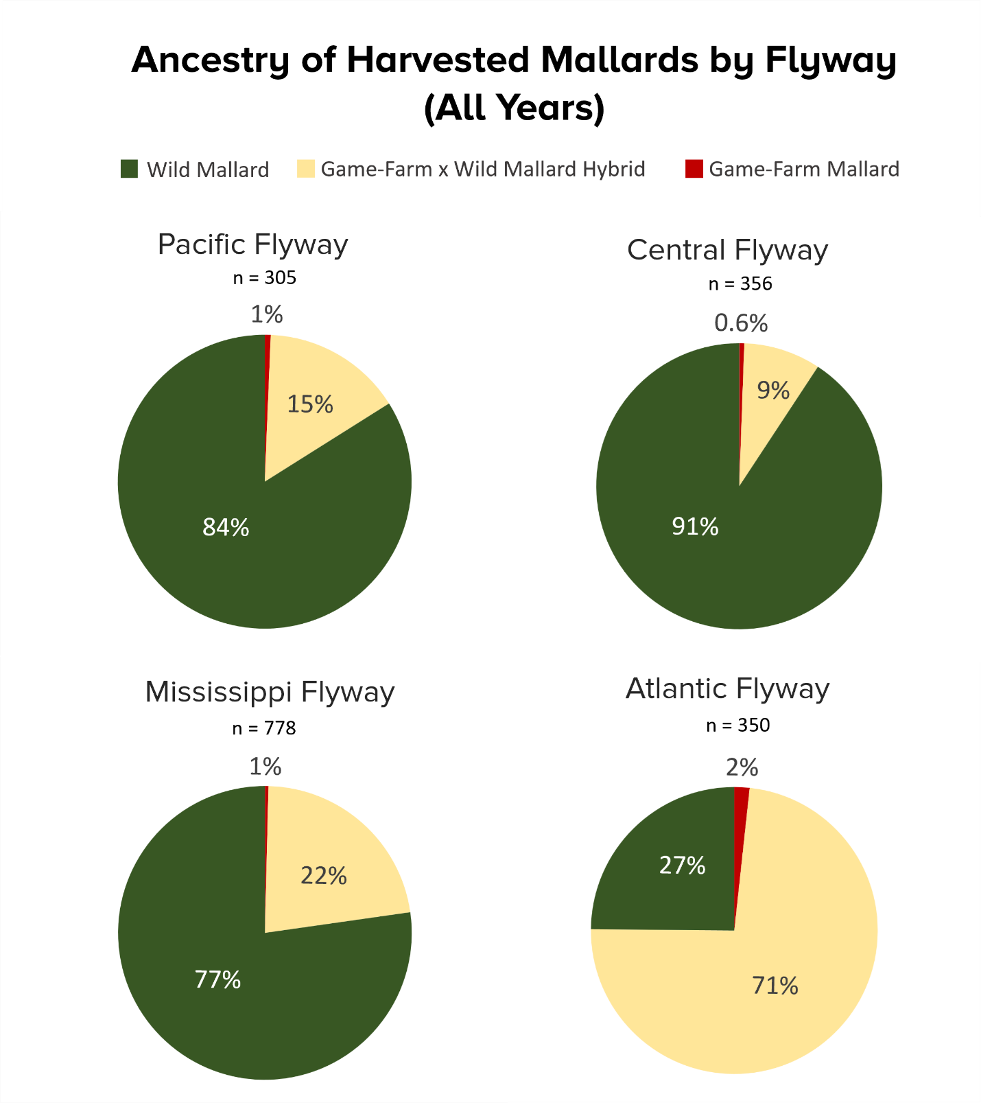mallard_by_flyway_2026.png